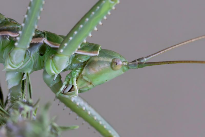 Tettigoniidae - Saga pedo